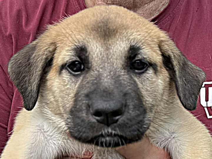 chinook puppy